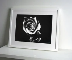 Quadro su cornice in legno, Rosa bianca, di Leonardo Criolani