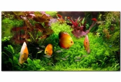 Quadro su vetro acrilico Fish Friend