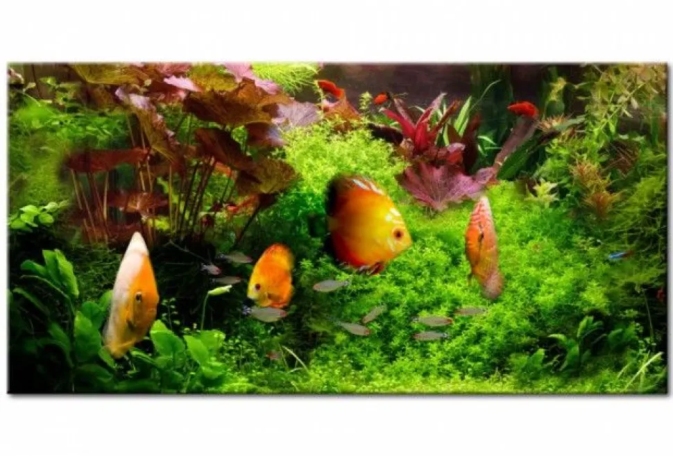 Quadro su vetro acrilico Fish Friend