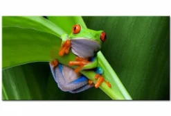Quadro su vetro acrilico Frog