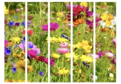 Separè Meadow