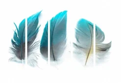 Separè Plumage